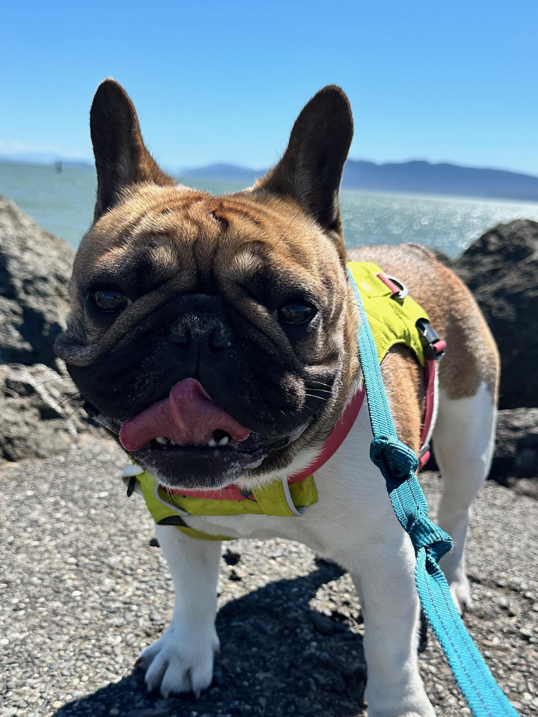 Gary the dog